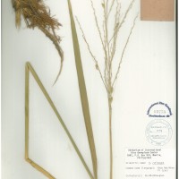 IRGC 106147 Herbarium