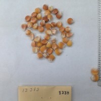 CIMMYTMA 1338 - Reference Inventory.jpg