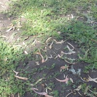 Medicago polymorpha_7646 (6).jpg