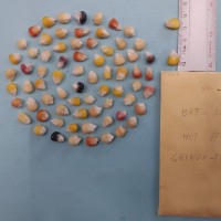 CIMMYTMA 7952 - Reference inventory.jpg