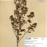 3125 herbarium