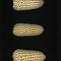 CIMMYTMA 24637 VERA 602 BA22U-2903-32 E.jpg