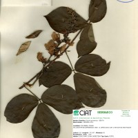 8806 herbarium