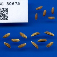 IRGC 30675 Seed Photo