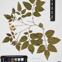 CIP 760305_HHCH 4728_15.jpg