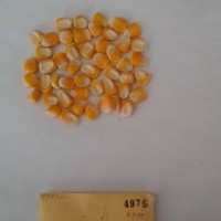 CIMMYTMA 4975 - Reference Inventory.jpg