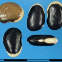 G23816 seed.jpg