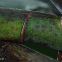 6.4.4 - Peduncle colour