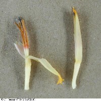 6.6.13 - Anther colour