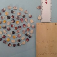 CIMMYTMA 6382 - Reference Inventory.jpg