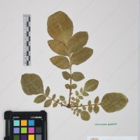 CIP 761264_OCH 11698_03.jpg