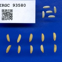 IRGC 93580 Seed Photo