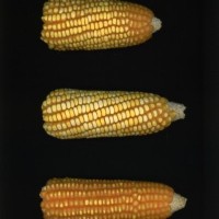 CIMMYTMA 2412 CUBA 150 AF21A 0903 52 E1330 _compress.jpg