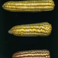 CIMMYTMA 5932 BRAZ 1614 GD21B-6903-51 E1.jpg