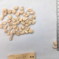 CIMMYTMA 600 - Reference Inventory.jpg