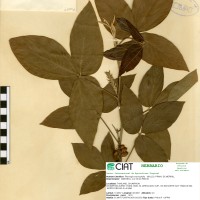 17403 herbarium