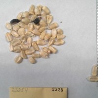 CIMMYTMA 2325 - Reference Inventory.jpg