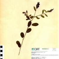 17360 herbarium