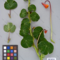 CIP 203058 Herbarium