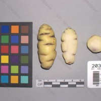 CIP 203041 Tuber