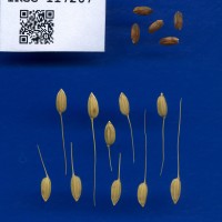 IRGC 117267 Seed Photo