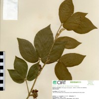 21982 herbarium