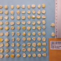 CIMMYTMA 16301 - Reference Inventory.jpg