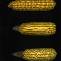 CIMMYTMA 30527 PHIL10290 PV19A-1902-2 E.jpg