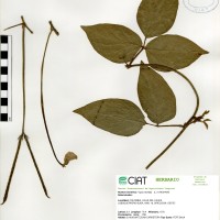 24179 herbarium