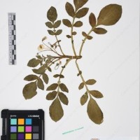 CIP 761429_OCHS 12062_04.jpg