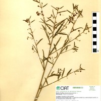 17337 herbarium