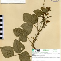 17278 herbarium