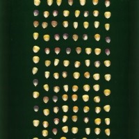 CIMMYTMA 5186 GUAT 114 AF19A-0903-7 K.jpg