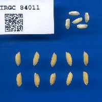 IRGC 84011 Seed Photo