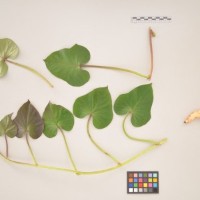 CIP 400363 (full plant).jpg