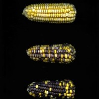 CIMMYTMA 19475 CHIS 219 TC18U-2903-69 E1.jpg