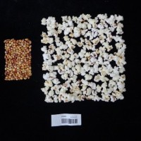 Popped and not popped comparison labeled.jpg