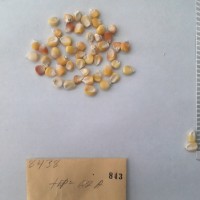 CIMMYTMA 843 - Reference Inventory.jpg