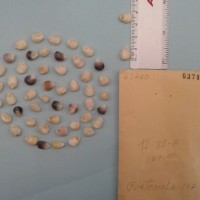 CIMMYTMA 6374 - Reference Inventory.jpg