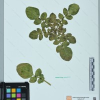 CIP 760491 herbarium