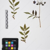 CIP 765693_RPSP 004_09.jpg