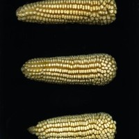 CIMMYTMA 7733 PUEB 524 BA23U-2903-32 E.jpg