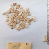 CIMMYTMA 561 - Reference Inventory.jpg