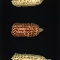 CIMMYTMA 5519 BRAZ 1353 AF22A-0903-89 E_compress.jpg