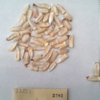 CIMMYTMA 2282 - Reference Inventory.jpg