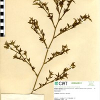 104 herbarium