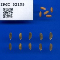 IRGC 52109 Seed Photo