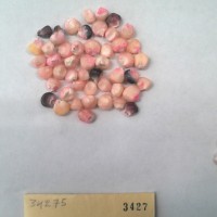 CIMMYTMA 3427 - Reference Inventory.jpg