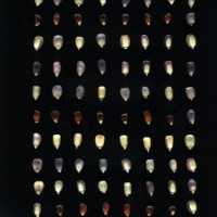 CIMMYTMA 90 PUEB 211 BA21U-2903-187 K_compress.jpg