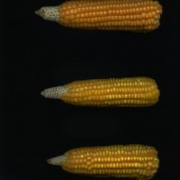 CIMMYTMA 4938 BRAZ 2046 AF20A-0903-85 E.jpg